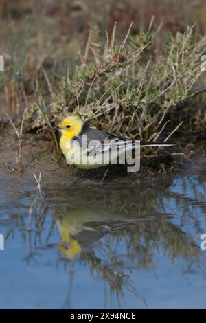 Citrine Wagtail (Motacilla citreola) mâle Lesvos Lesbos Grèce GR avril 2011 Banque D'Images