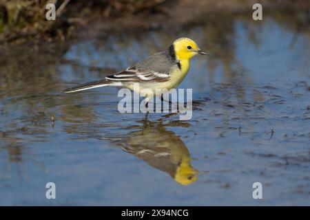 Citrine Wagtail (Motacilla citreola) mâle Lesvos Lesbos Grèce GR avril 2011 Banque D'Images