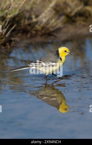 Citrine Wagtail (Motacilla citreola) mâle Lesvos Lesbos Grèce GR avril 2011 Banque D'Images