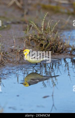 Citrine Wagtail (Motacilla citreola) mâle Lesvos Lesbos Grèce GR avril 2011 Banque D'Images