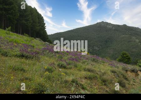 paysage de montagne printanier par une journée claire et ensoleillée dans les montagnes de la sierra de guadarrama près de madrid en espagne Banque D'Images