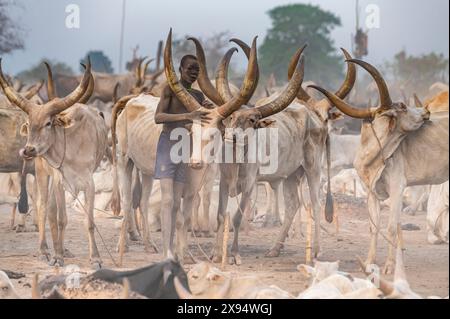 Garçon nettoyant une vache dans un camp de bétail de la tribu Mundari, Soudan du Sud, Afrique Banque D'Images