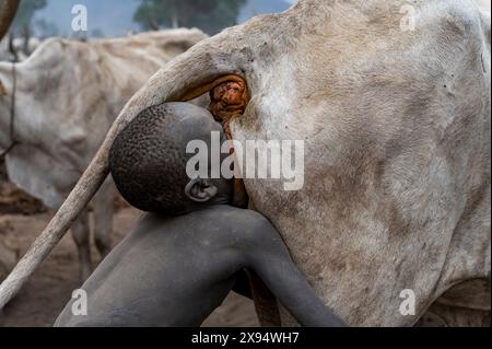 Jeune garçon faisant sauter le fond d'une vache pour augmenter la production laitière, tribu Mundari, Soudan du Sud, Afrique Banque D'Images