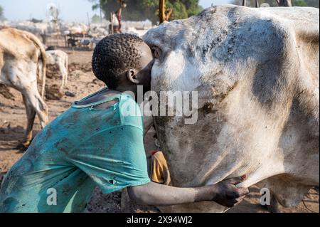 Jeune garçon faisant sauter le fond d'une vache pour augmenter la production laitière, tribu Mundari, Soudan du Sud, Afrique Banque D'Images