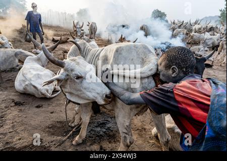 Jeune garçon faisant sauter le fond d'une vache pour augmenter la production laitière, tribu Mundari, Soudan du Sud, Afrique Banque D'Images