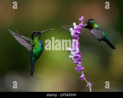 Colibri à gorge ardente, Costa Rica, Amérique centrale Banque D'Images