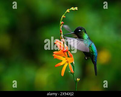 Colibri à gorge ardente, Costa Rica, Amérique centrale Banque D'Images