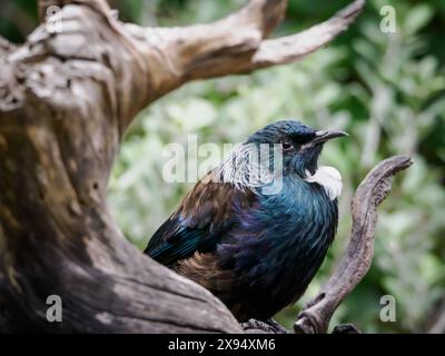 Le tui, un magnifique oiseau chanteur ressemblant à un oiseau moqueur, au sanctuaire de l'île Tiritiri Matangi, golfe d'Hauraki, Île du Nord, Nouvelle-Zélande, Pacifique Banque D'Images