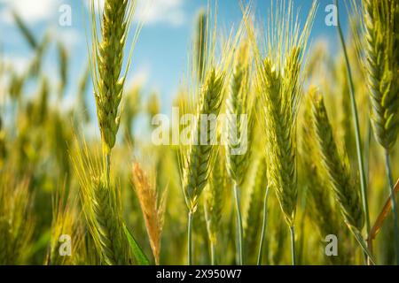 Gros plan des oreilles vertes de triticale dans le champ, jour de juin Banque D'Images