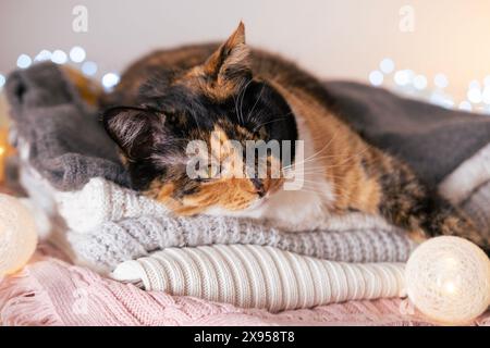 Heureux beau chat domestique adulte brun chimère sur les chandails chauds empilés, guirlandes de Noël, vacances de Noël, confort à la maison, chaleur et confort Banque D'Images