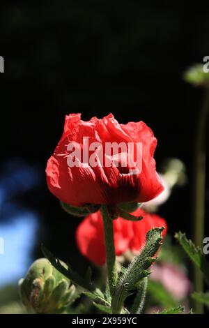 Gros plan d'une fleur de coquelicot rouge décorative. Grosse fleur. Fond floral naturel. Les coquelicots fleurissent dans un parc ou un jardin. Fleur printanière luxuriante. Les coquelicots fleurissent Banque D'Images
