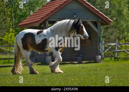 Beau cheval dans le paddock, élevage de chevaux, Banque D'Images