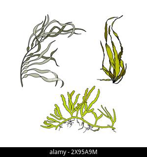 Ensemble d'illustration graphique vectorielle colorée d'algues dessinées à la main. Collection de différentes plantes aquatiques isolées sur fond blanc. Dessin naturel Illustration de Vecteur