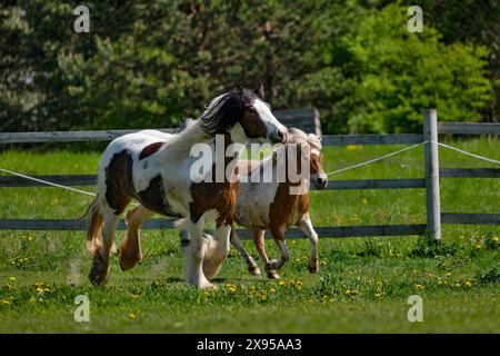 Deux chevaux galopants, élevage de chevaux, chevaux en fuite. Banque D'Images