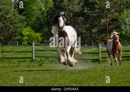 Deux chevaux galopants, élevage de chevaux, chevaux en fuite. Banque D'Images