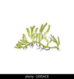 Illustration graphique d'algues en forme de bois vert dessiné à la main (Cauleroa serrulata) algues. Dessin naturel Illustration de Vecteur