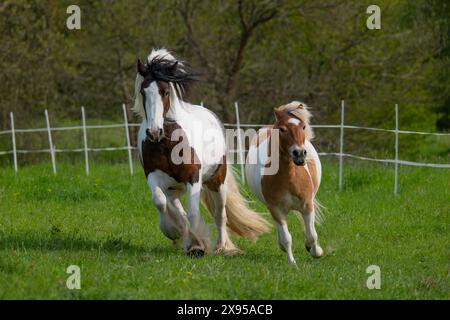 Deux chevaux galopants, élevage de chevaux, chevaux en fuite. Banque D'Images