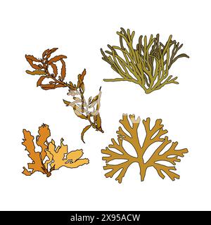 Ensemble d'illustration graphique vectorielle colorée d'algues dessinées à la main. Collection de différentes plantes aquatiques isolées sur fond blanc. Dessin naturel Illustration de Vecteur