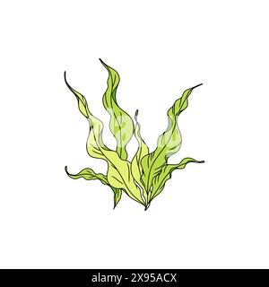 Illustration graphique d'algues vertes dessinées à la main. Dessin naturel Illustration de Vecteur