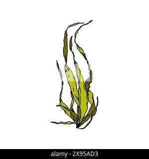 Illustration graphique d'algues de varech dessinée à la main ou d'algues de semis de laminaire. Dessin naturel Illustration de Vecteur