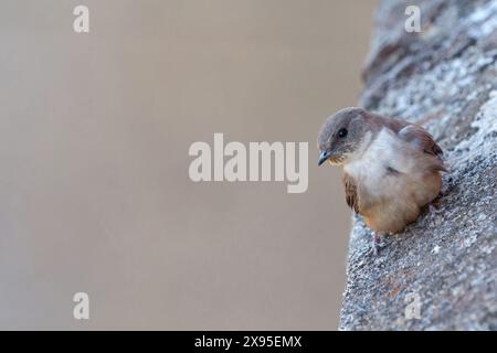 Felsenschwalbe, Crag Martin, Eurasian Crag Martin, Eurasian Crag-Martin (Ptyonoprogne rupestris), Hirundo rupestris, Hirondelle de rochers, AviÛn Roq Banque D'Images