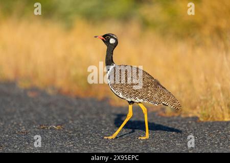 Gackeltrappe, (Afrotis afra), Afrotis atra, Eupodotis afra, outarde noire, Korhaan noir méridional, Banque D'Images