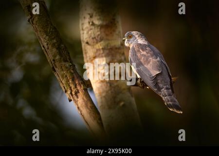 Faucon-coucou commun, Hierococcyx varius, oiseau gris dans l'habitat naturel, Kabini Nagarhole NP en Inde. Oiseau de coucou Asie dans la forêt sombre, faune n Banque D'Images