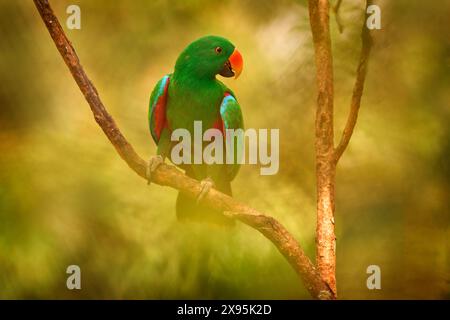 Eclectus papou, eclectus à flancs rouges, Eclectus polychloros, grand perroquet vert de Nouvelle-Guinée, Asie. Eclectus papou, oiseau dans l'habitat forestier naturel, Banque D'Images