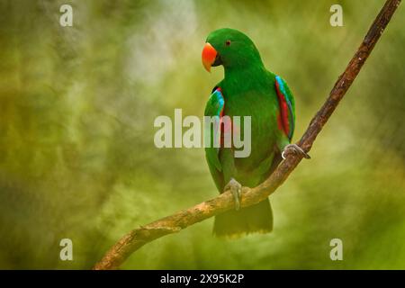 Eclectus papou, eclectus à flancs rouges, Eclectus polychloros, grand perroquet vert de Nouvelle-Guinée, Asie. Eclectus papou, oiseau dans l'habitat forestier naturel, Banque D'Images