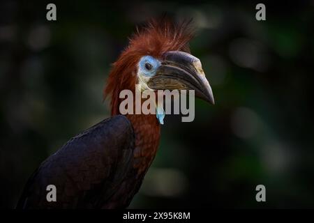 Hornbill à casques noirs, Ceratogymna atrata, portrait détaillé en gros plan dans la nature. Oiseau dans l'habitat forestier naturel, tête brune, visage bleu, bec long. noir Banque D'Images