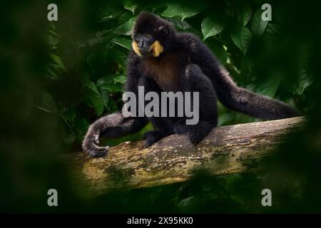 Singe noir sur l'arbre, la faune de la nature. Gibbon à joues jaunes, Nomascus gabriellae, singe du Cambodge, Laos, Vietnam. Gibbon dans l'habitude de la nature Banque D'Images