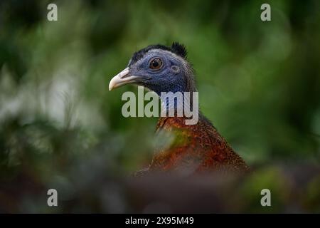 Grand argus, Argusianus argus, grand portrait d'oiseau avec longue queue dans la forêt, Sabah, Bornéo. Argus assis sur la pierre dans les arbres, faune tropicale na Banque D'Images