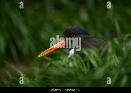 Portrait détaillé en gros plan d'oiseau d'eau dans l'herbe. Attrape-huîtres eurasien, Haematopus ostralegus, portrait de tête caché dans la végétation, Allemagne, E Banque D'Images