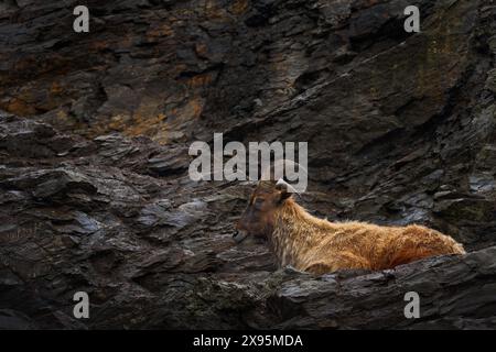 Tahr de l'Himalaya, Hemitragus jemlahicus, ongulé pair originaire de l'Himalaya dans le sud du Tibet. Chèvre sauvage dans l'habitat naturel de pierre rocheuse, mont Banque D'Images