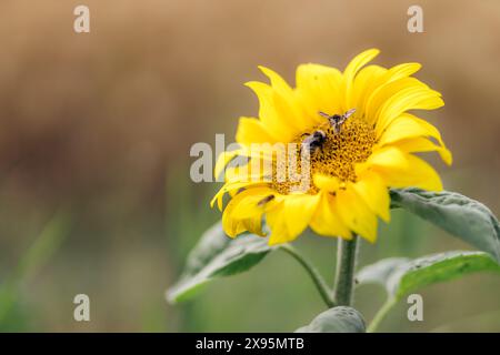Gros plan d'un tournesol en fleur avec un bourdon et un papillon assis dessus. Champ en Norvège. Banque D'Images