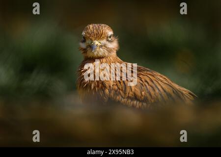 Genou épais eurasien, Burhinus oedicnemus, oiseau dans l'habitat naturel, Andalousie, Espagne. Oiseau sauvage dans le gras, gros plan détail portrait dans la nature. Spa Banque D'Images