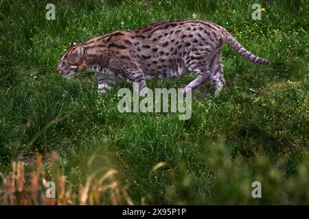 Chat pêcheur, Prionailurus viverrinus, dans l'habitat naturel, Malaisie. Chat sauvage dans l'herbe, nature faune. Chat pêcheur, promenade dans la forêt. Rare a Banque D'Images