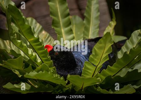 Curassow à bec rasant, Mitu tuberosum. Oiseau noir bleu foncé caché dans les feuilles de fleurs vertes. Crête rouge sur la tête. Curassow dans la forêt tropicale en Banque D'Images