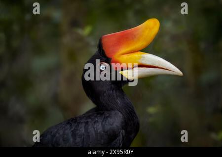 Hornbill dans la forêt tropicale sombre. Rhinocéros Hornbill, rhinocéros Buceros, grand oiseau noir avec bec orange bec dans l'habitat naturel. Kinabatangan, Banque D'Images