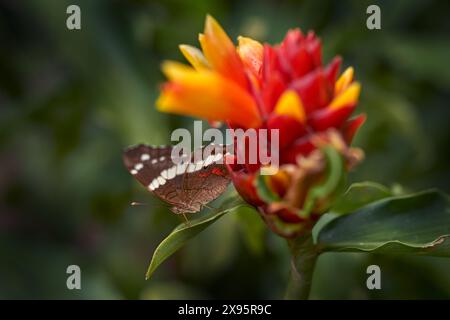 Papillon du Costa Rica. Anartia fatima, paon bagué, insecte brun blanc rouge dans l'habitat naturel. Papillon assis sur le congé vert, volcan Banque D'Images