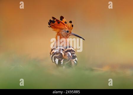 Oiseaux du Botswana. Hoopoe africain, Upupa africana, bel oiseau orange avec la crête assis sur l'arbre vert dans la prairie d'été, Botswana. Belle bi Banque D'Images