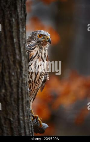 Faune automnale. Oiseau dans la forêt d'automne. Goshawk, Accipiter gentilis, oiseau de proie assis oh la branche dans la forêt d'automne en arrière-plan, Pologne en Europe Banque D'Images