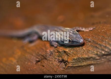 Gecko de jour à queue épaisse, Phelsuma mutabilis, sud de Madagascar. Lézard bleu gris dans l'habitat naturel. Nature sauvage, gecko d'Afrique. Banque D'Images