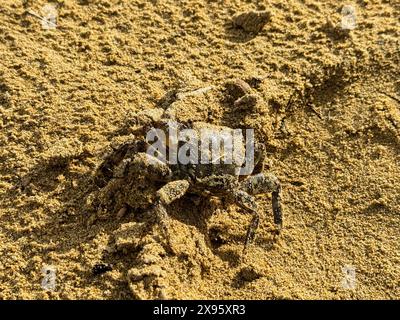 Lido di Jesolo, Italie - 2 mai 2024 : un crabe sur la plage de sable de Lido di Jesolo en Italie *** Ein Krebs am Sandstrand von Lido di Jesolo in Italien Banque D'Images