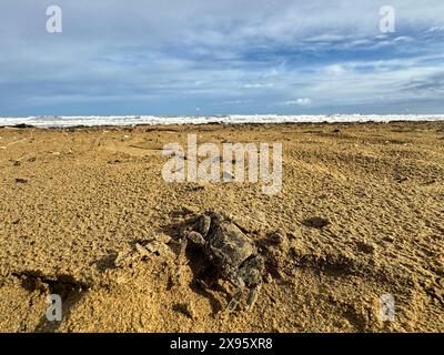 Lido di Jesolo, Italie - 2 mai 2024 : un crabe sur la plage de sable de Lido di Jesolo en Italie *** Ein Krebs am Sandstrand von Lido di Jesolo in Italien Banque D'Images