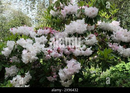 Gros plan sur les fleurs roses blanches d'une plante de jardin à feuilles persistantes d'un groupe loderi rhododendron. Banque D'Images