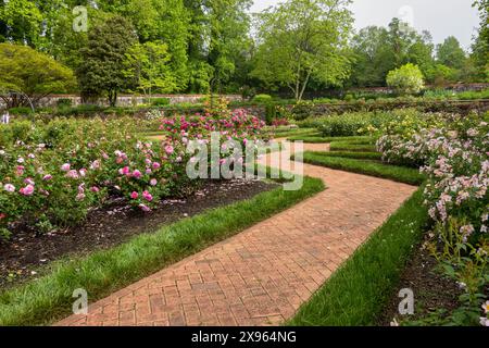 Les roses fleurissent en profusion dans les roseraies du jardin clos formel de Biltmore Estate en mai Banque D'Images