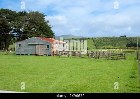 Hangar de cisaillement en carton ondulé et cours dans la zone rurale typique de Nouvelle-Zélande de Wairarapa. Banque D'Images