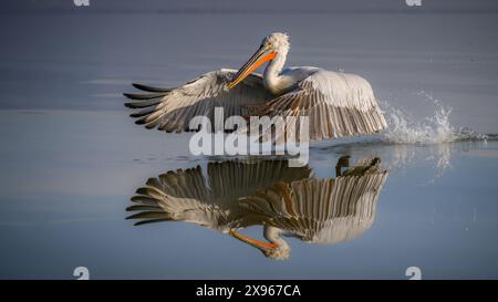 Dalmation Pelican, Lac Kerkini, Macdonia centrale, Grèce, Europe Banque D'Images