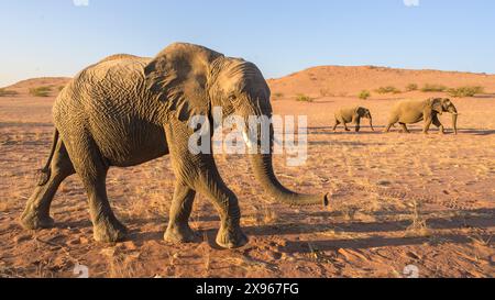 Elephant d'Afrique adapté au désert, Namibie, Afrique Banque D'Images